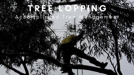 Accomplished Tree Management - Rhys Mackney