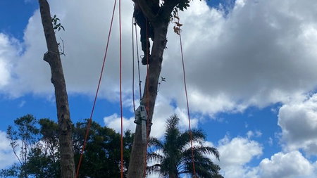 BANORA TREES  STUMPS PTY LTD - Sid