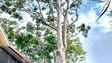Bay Area Tree Services