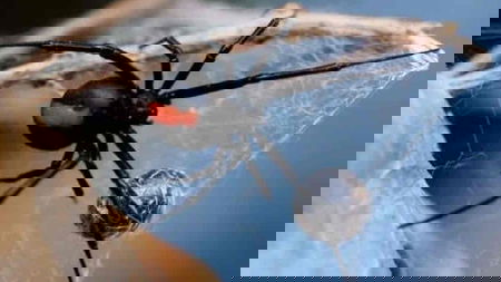 Bayside Pest Solutions