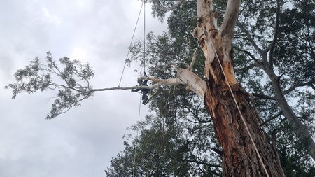 Bayside Tree Management