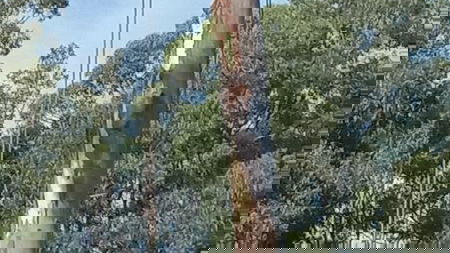 Best Man Tree Services