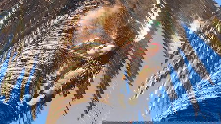 Big Os Tree Services - Omar Dennaoui