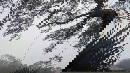 Blue Flame Tree Service Pty Ltd