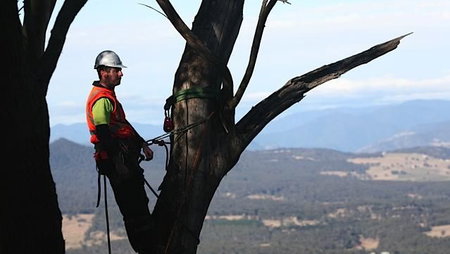 Bob  Ben The Tree Men - Ben