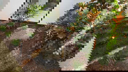 Bohdi-Jack Mckenzie - Bohdi-jack Mckenzie