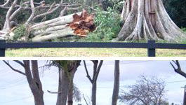 Accurate Tree Assessment - Ian Hills