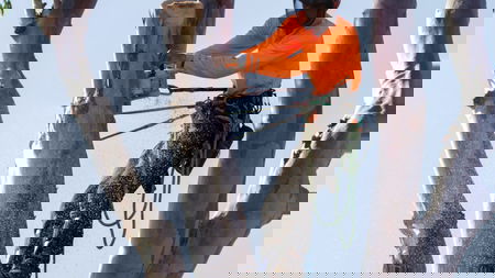 Adelaide Tree Services - Joshua Grajdan