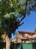 ADVANCE ARBOR TREE CARE PTY LTD - Trades Australia Image