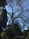 ADVANCE ARBOR TREE CARE PTY LTD - Trades Australia Image