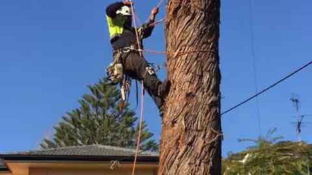 Affordable Tree  Garden Services - Lave Wright