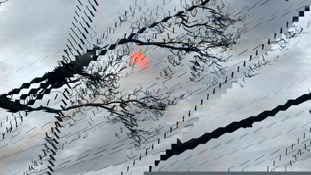 AKR Trees Services - Ahmad Hassan