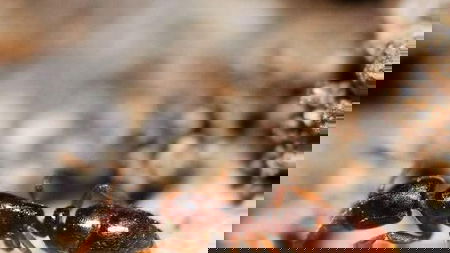 Ambar Pest Control Experts