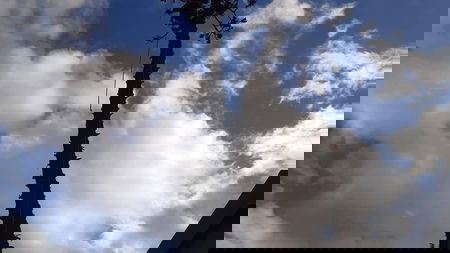 Ascend Arbor Pty ltd