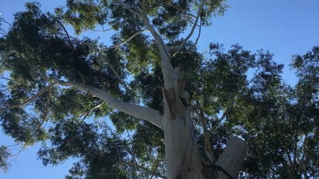 ATR Tree Services NSW Pty Ltd - Daniel Elliott