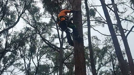 AXE TREE SERVICES