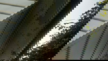 AZ Painting Services